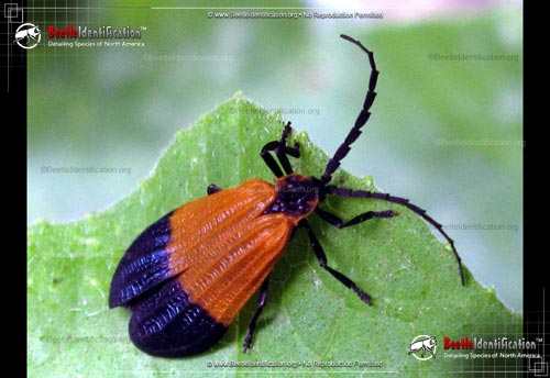 Thumbnail image #1 of the Net-winged Beetle