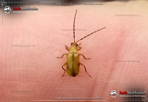 Thumbnail image #1 of the Northern Corn Rootworm Beetle