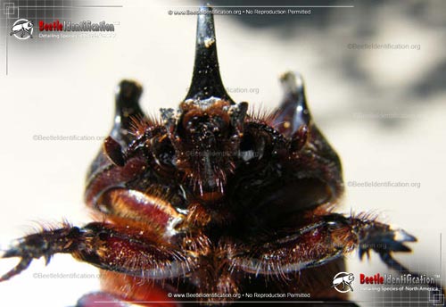 Thumbnail image #4 of the Ox Beetle