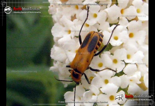 Thumbnail image #4 of the Pennsylvania Leatherwing Beetle