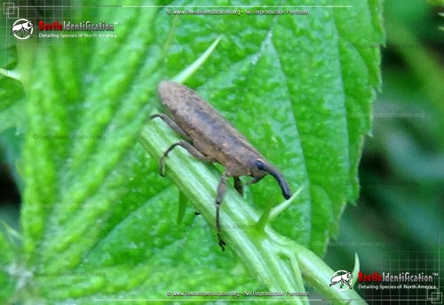 Thumbnail image #1 of the Ragweed Weevil