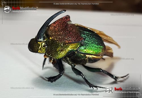 Thumbnail image #1 of the Rainbow Scarab Beetle