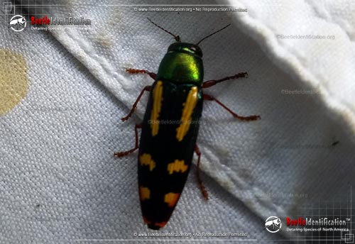 Thumbnail image #2 of the Red-legged Buprestis Beetle