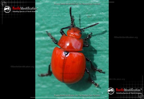 Thumbnail image #1 of the Reddish Potato Beetle