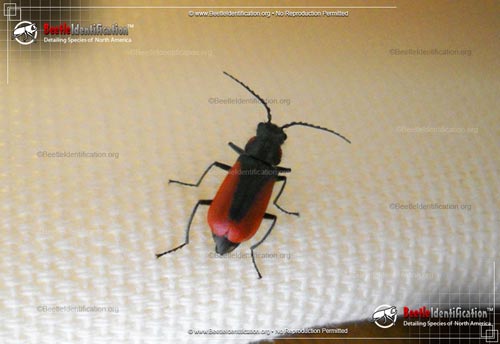 Thumbnail image #1 of the Scarlet Malachite Beetle