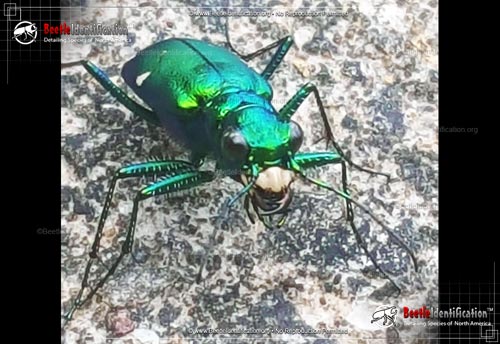 Thumbnail image #2 of the Six-spotted Tiger Beetle