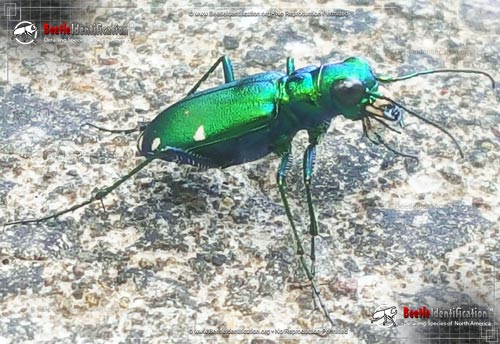 Thumbnail image #3 of the Six-spotted Tiger Beetle