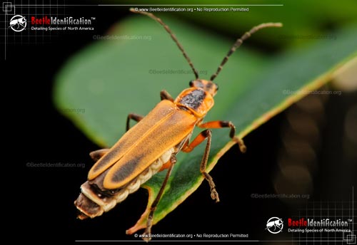 Thumbnail image #1 of the Soldier Beetle