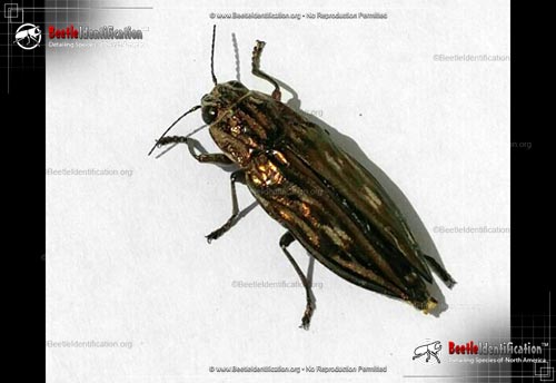 Thumbnail image #3 of the Southern Sculptured Pine Borer Beetle