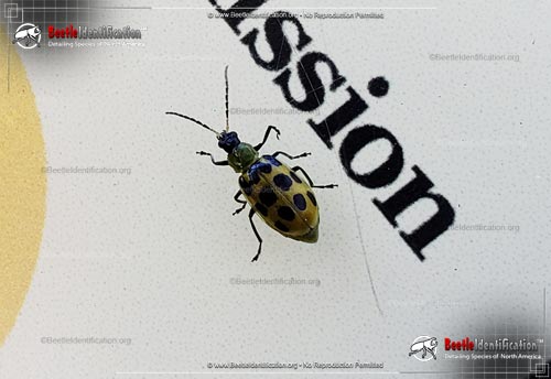 Thumbnail image #3 of the Spotted Cucumber Beetle