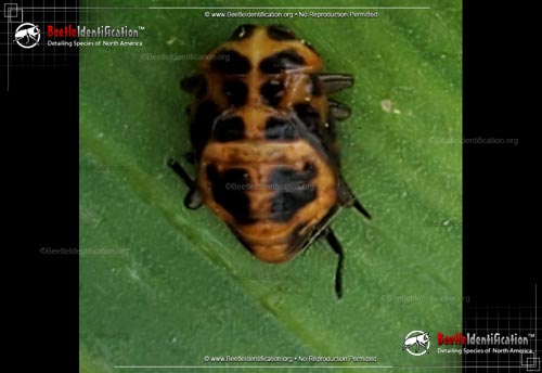 Thumbnail image #3 of the Pink Spotted Lady Beetle