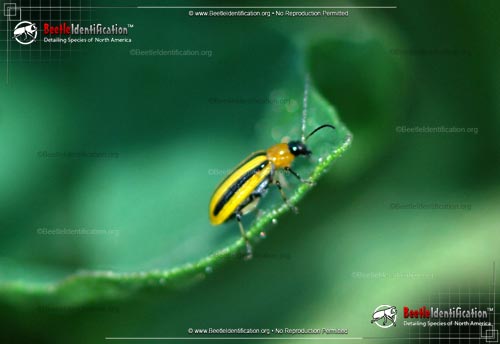 Thumbnail image #1 of the Striped Cucumber Beetle