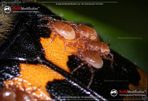 Thumbnail image #3 of the Tormentose Burying Beetle