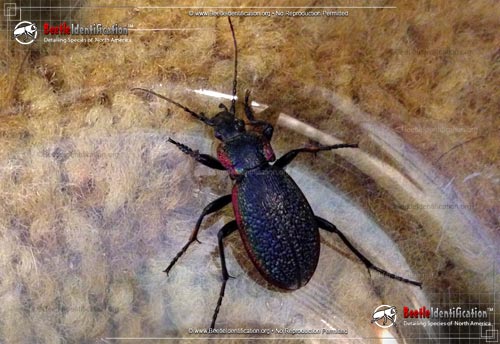 Thumbnail image #1 of the Vietinghoff's Ground Beetle
