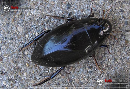 Thumbnail image #1 of the Water Scavenger Beetle