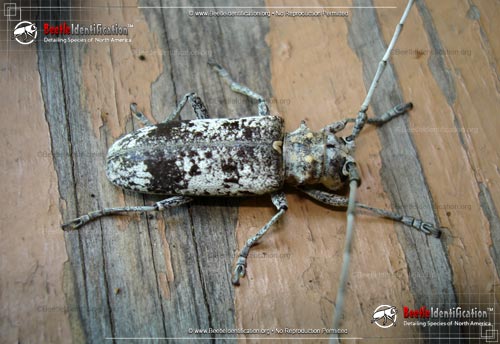 Thumbnail image #1 of the White Oak Borer Beetle
