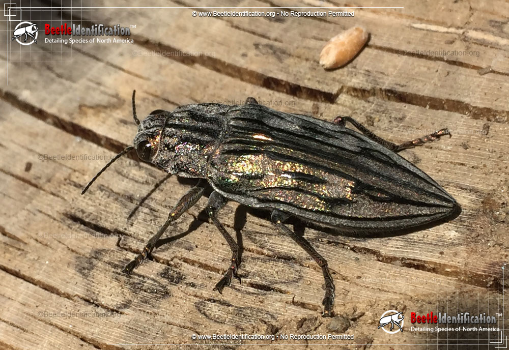 Full-sized image #1 of the Metallic Wood-boring Beetle