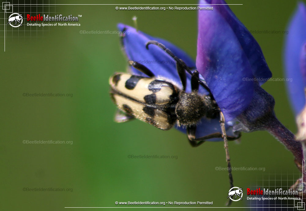 Full-sized image #1 of the Notch-tipped Flower Longhorn Beetle