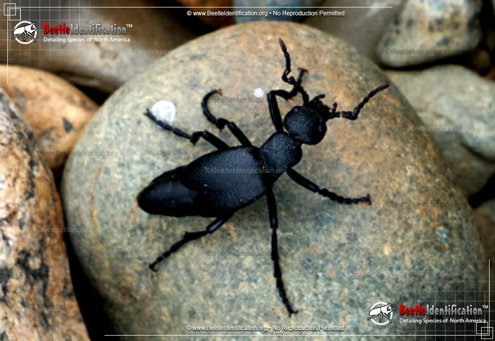Full-sized image #3 of the Oil Beetles