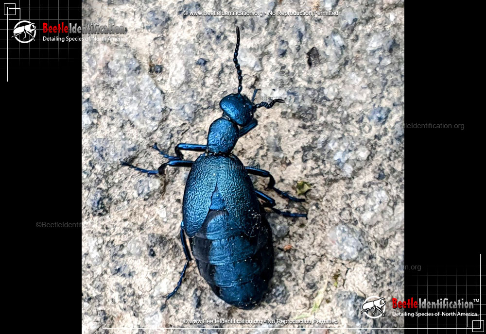 Full-sized image #1 of the Oil Beetles