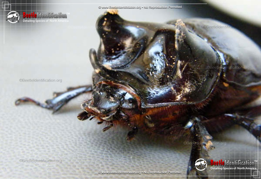 Full-sized image #2 of the Ox Beetle