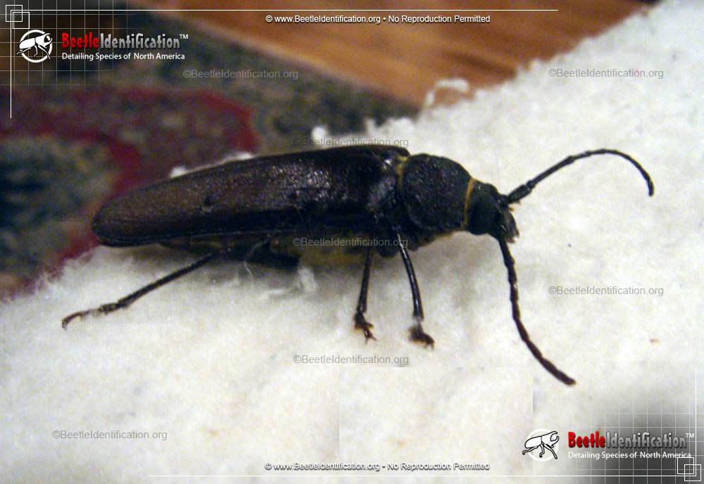 Full-sized image #2 of the Pine Sawyer Beetle