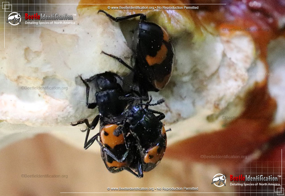Full-sized image #3 of the Pleasing Fungus Beetle