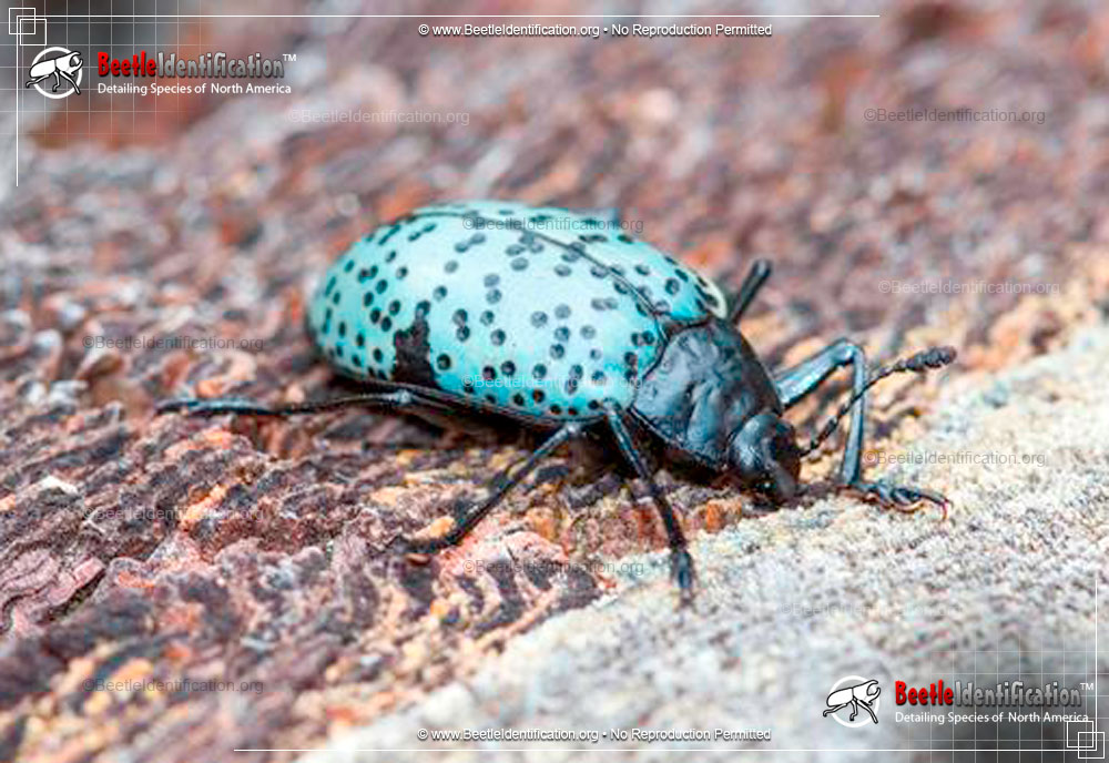 Full-sized image #4 of the Pleasing Fungus Beetle