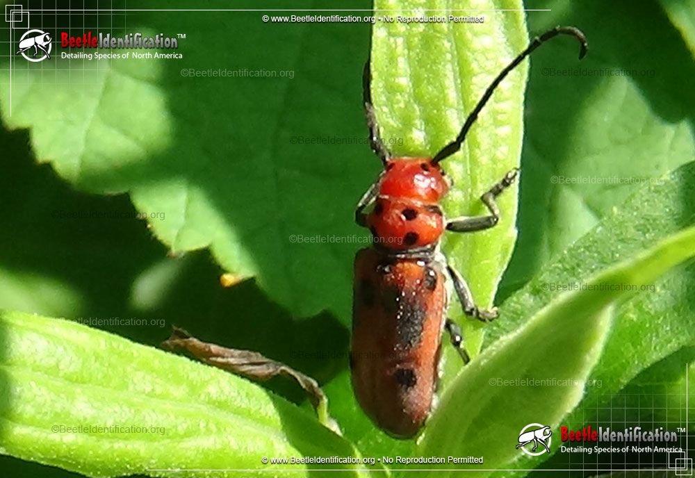 Full-sized image #3 of the Red Milkweed Beetle
