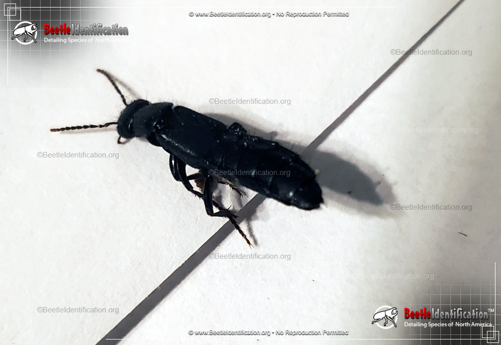 Full-sized image #3 of the Rove Beetle