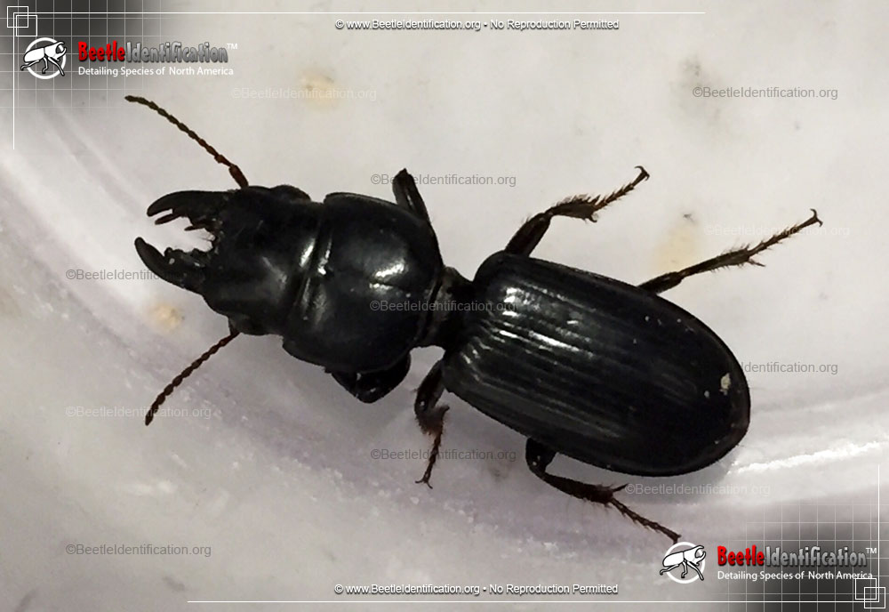 Full-sized image #1 of the Scarites Ground Beetle