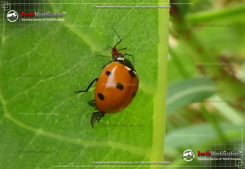 Full-sized image #5 of the Seven-spotted Lady Beetle