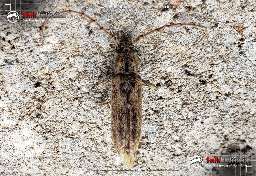Full-sized image #1 of the Spined Oak Borer Beetle