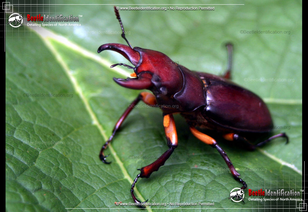 Full-sized image #1 of the Stag Beetle - Lucanus capreolus