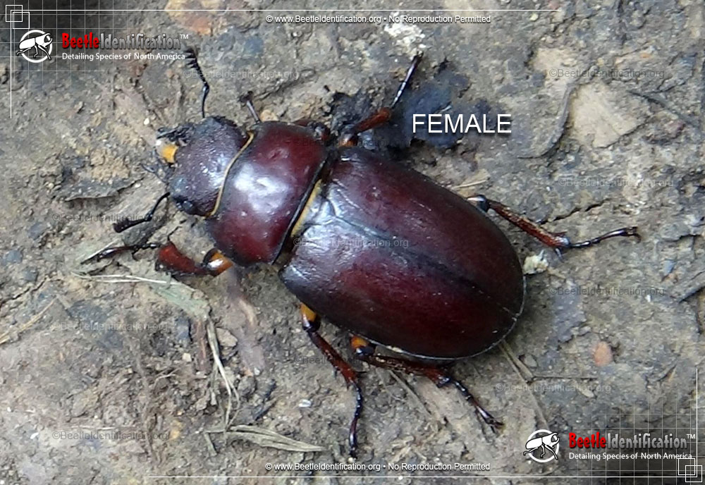 Full-sized image #2 of the Stag Beetle - Lucanus capreolus