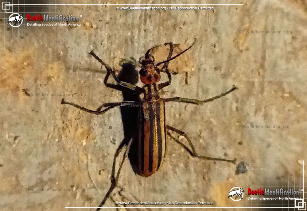 Full-sized image #1 of the Striped Blister Beetle