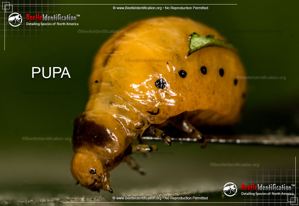 Full-sized image #4 of the Swamp Milkweed Leaf Beetle