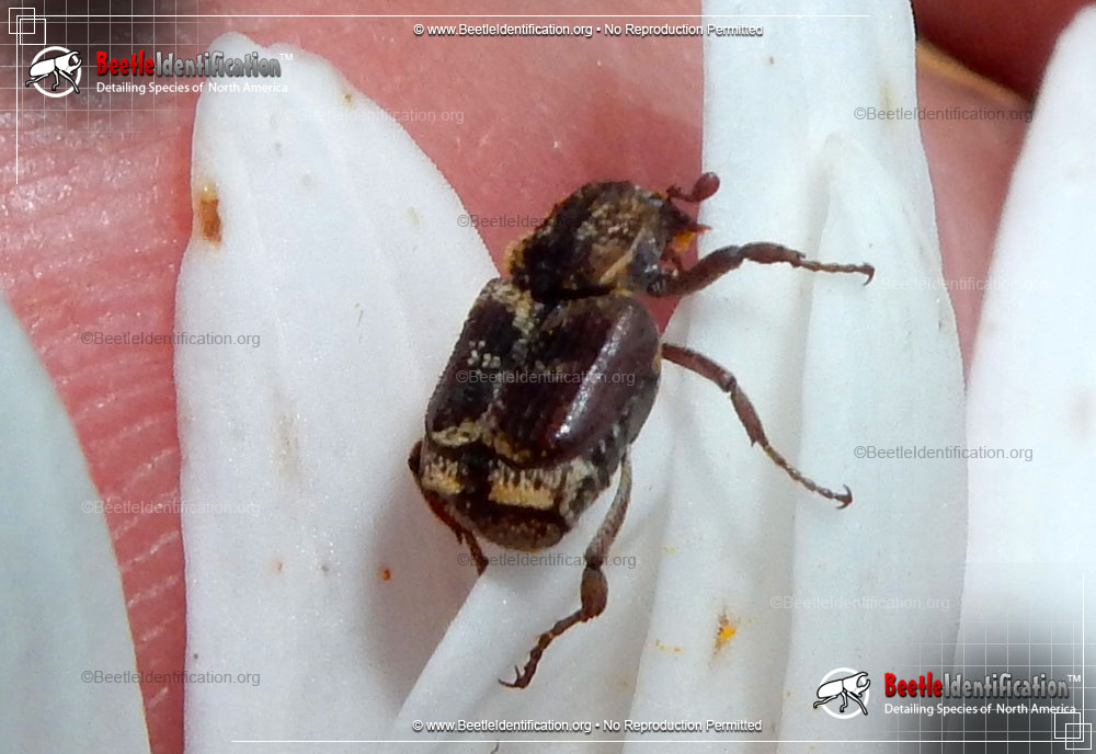 Full-sized image #1 of the Three-lined Hoplia Beetle
