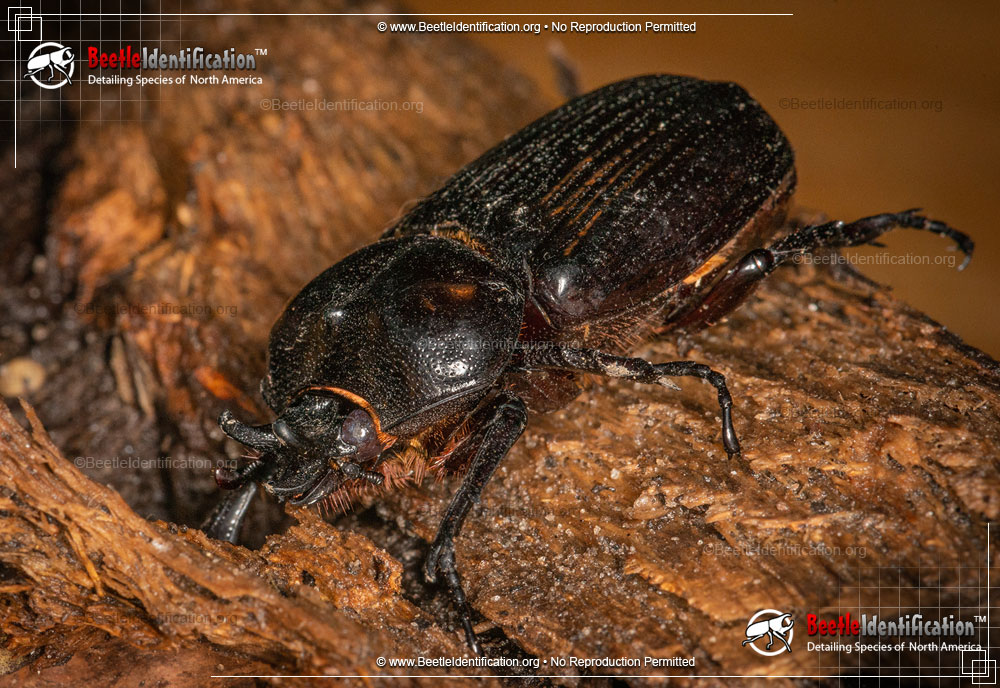 Full-sized image #2 of the Triceratops Beetle