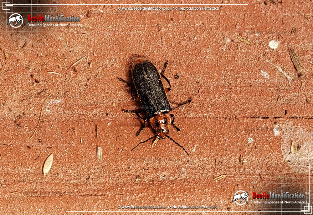 Full-sized image #1 of the Two-lined Leather-wing Beetle