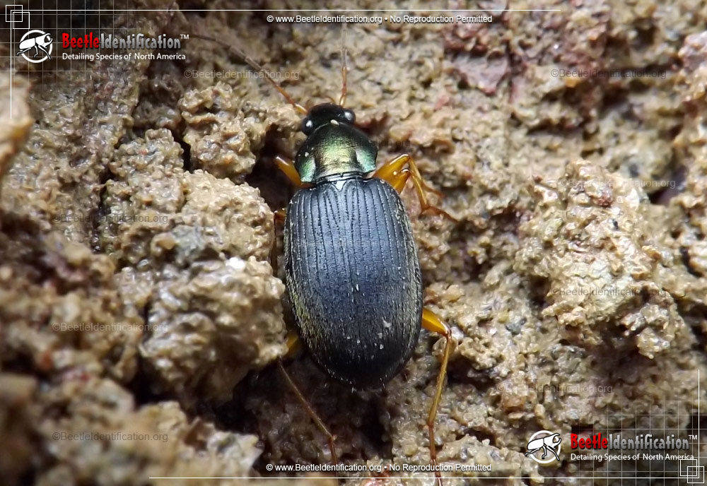 Full-sized image #1 of the Vivid Metallic Ground Beetle